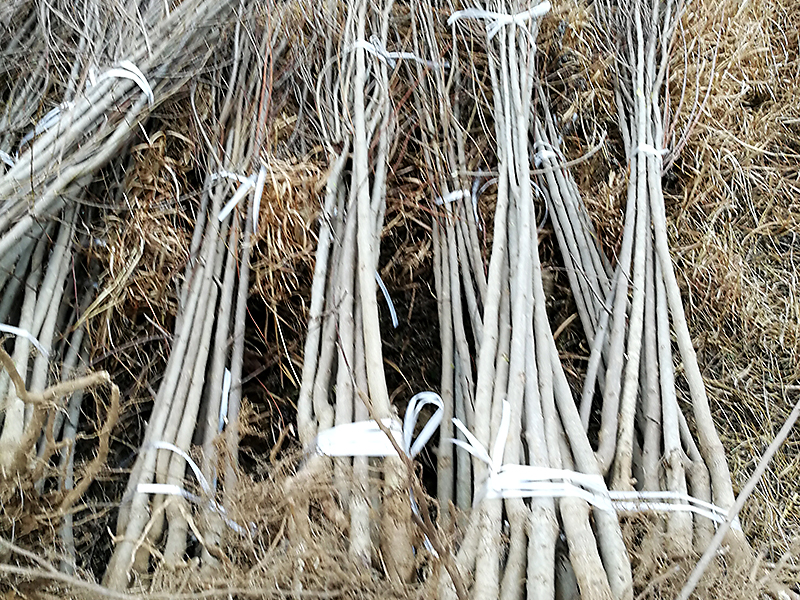 杜仲